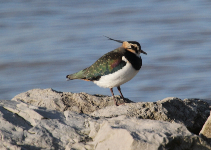 Lapwing (Vanellus vanellus) Lapwing (Vanellus vanellus)