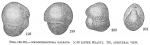 Ammochilostoma galeata