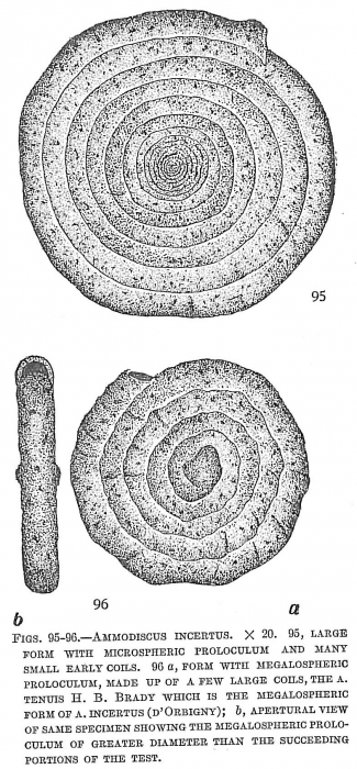 Ammodiscus incertus Ammodiscus incertus