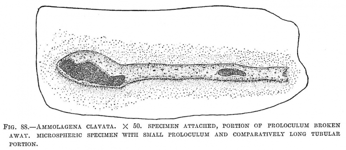 Ammolagena clavata Ammolagena clavata