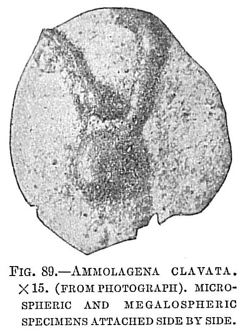 Ammolagena clavata Ammolagena clavata