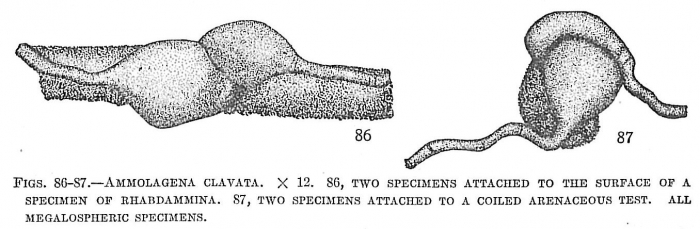 Ammolagena clavata Ammolagena clavata