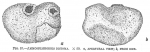 Ammosphaeroidina distoma