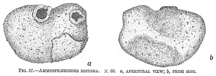 Ammosphaeroidina distoma Ammosphaeroidina distoma
