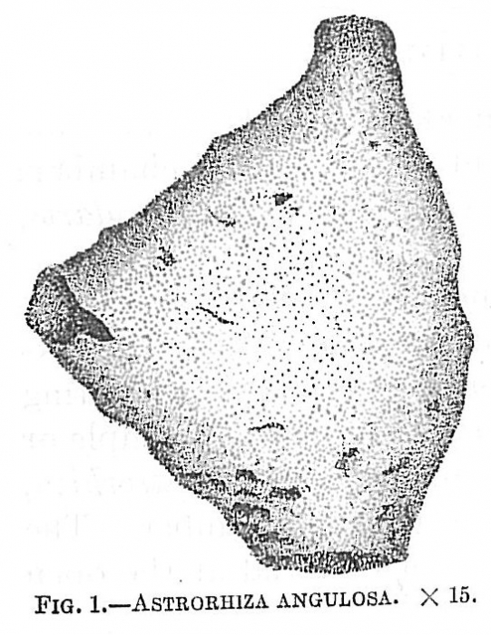 Astrorhiza angulosa Astrorhiza angulosa