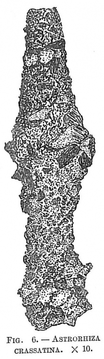 Astrorhiza crassatina Astrorhiza crassatina