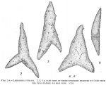 Astrorhiza furcata