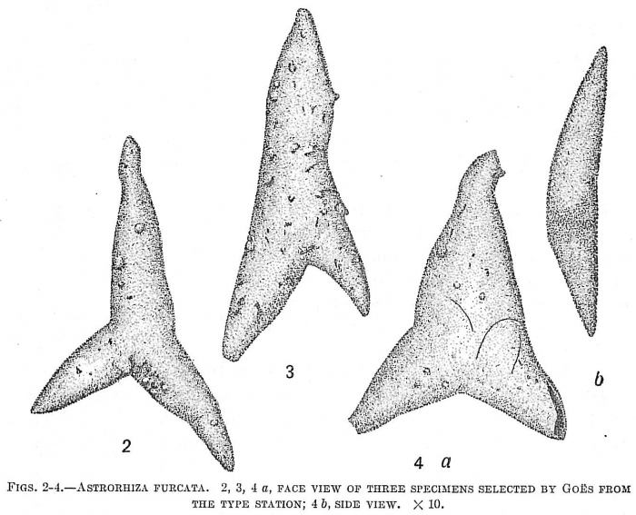 Astrorhiza furcata Astrorhiza furcata