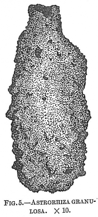Astrorhiza granulosa Astrorhiza granulosa