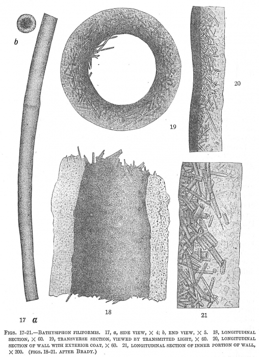 Bathysiphon filiformis Bathysiphon filiformis