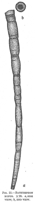 Bathysiphon rufus Bathysiphon rufus