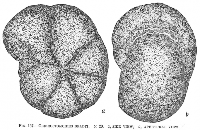 Cribrostromoides bradyi Cribrostromoides bradyi