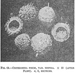 Crithionina pisum hispida