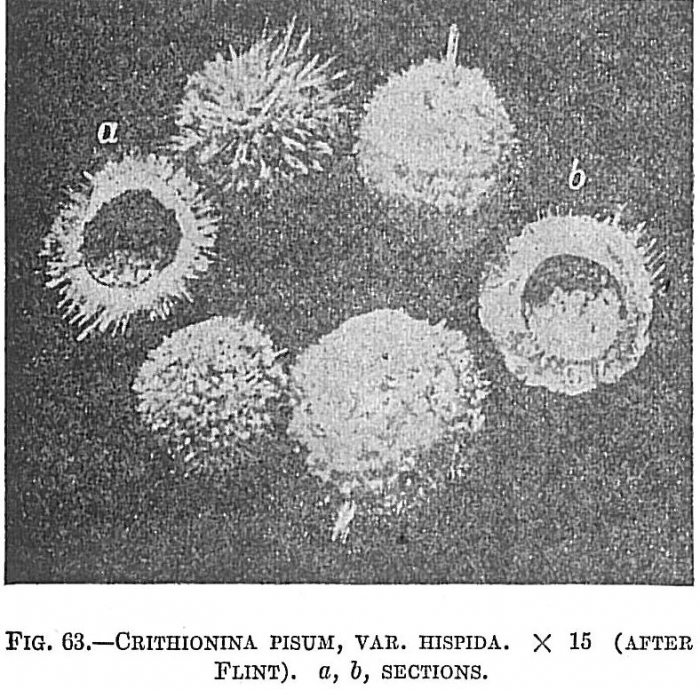 Crithionina pisum hispida