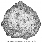 Crithionina rugosa