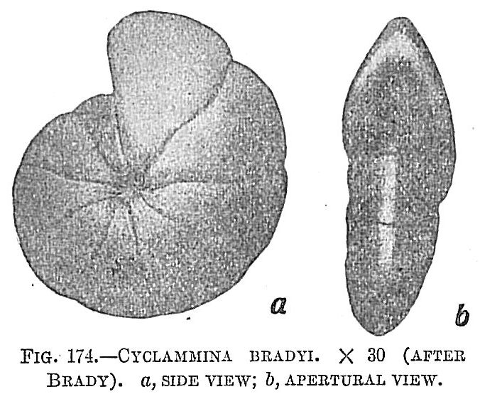 Cyclammina bradyi Cyclammina bradyi