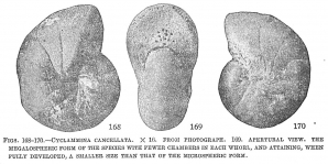 Cyclammina cancellata, author: Cedhagen, Tomas