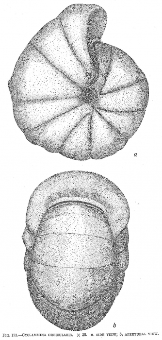 Cyclammina orbicularis Cyclammina orbicularis