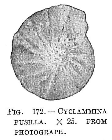 Cyclammina pusilla Cyclammina pusilla