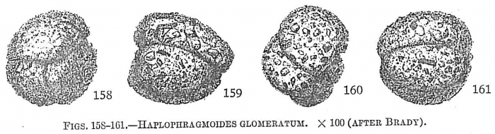 Haplophragmoides glomeratum Haplophragmoides glomeratum