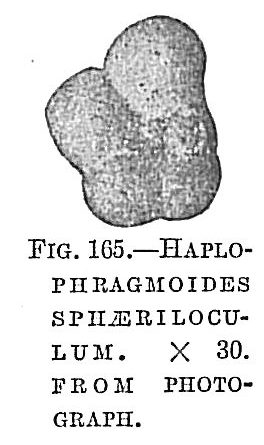 Haplophragmoides sphaeriloculum Haplophragmoides sphaeriloculum