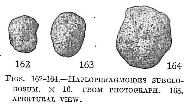 Haplophragmoides subglobosum Haplophragmoides subglobosum