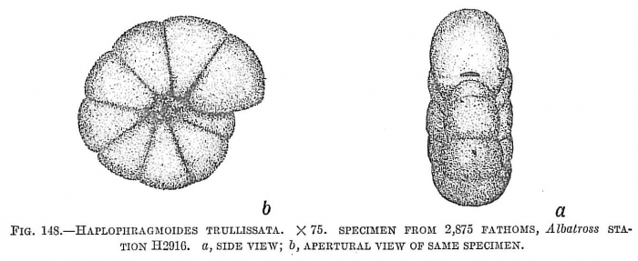 Haplophragmoides trullissata Haplophragmoides trullissata
