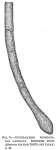 Hyperammina elongata laevigata