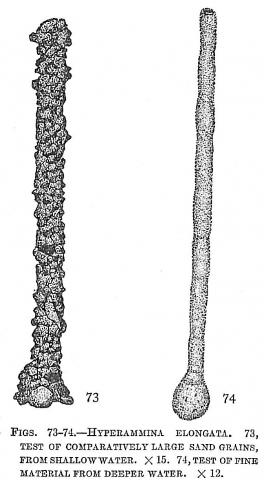 Hyperammina elongata Hyperammina elongata