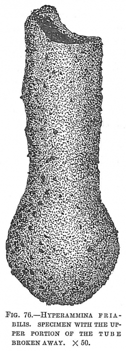 Hyperammina friabilis Hyperammina friabilis