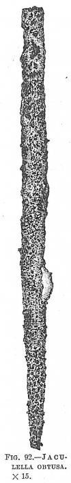Jaculella obtusa Jaculella obtusa
