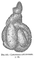 Lituotuba lituiformis, author: Cedhagen, Tomas
