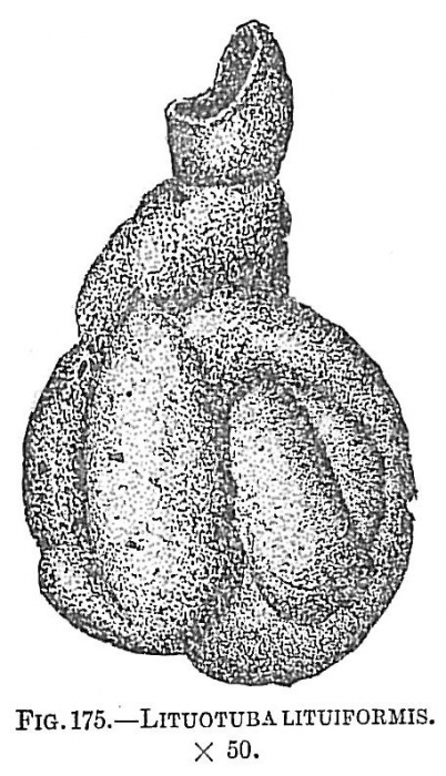 Lituotuba lituiformis Lituotuba lituiformis