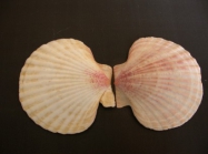 Picture of Aequipecten opercularis (Linnaeus, 1758)