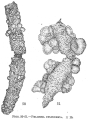 Pelosina cylindrica, author: Cedhagen, Tomas