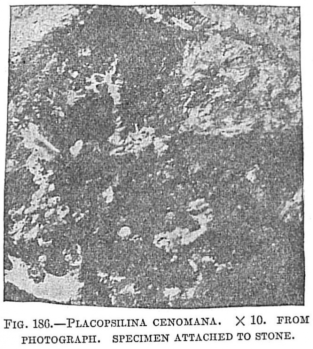 Placopsilina cenomana Placopsilina cenomana