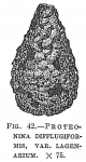 Proteonina difflugiformis var. lagenarium