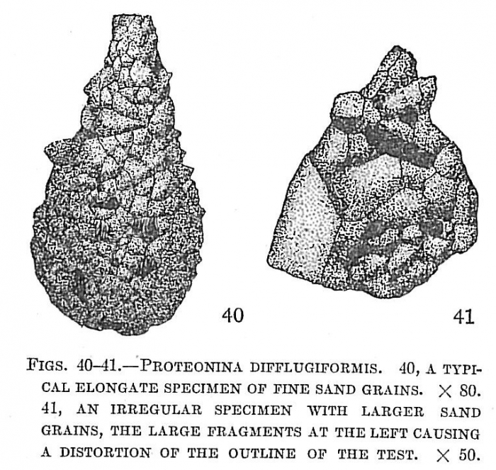 Proteonina difflugiformis Proteonina difflugiformis