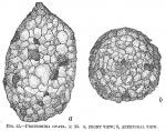 Proteonina ovata