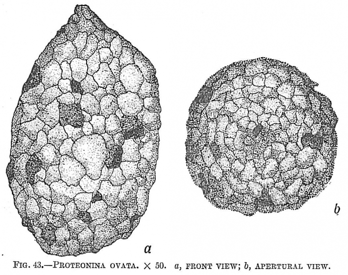 Proteonina ovata