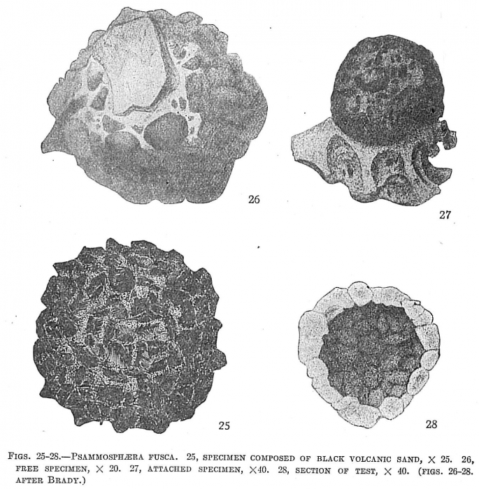 Psammosphaera fusca Psammosphaera fusca
