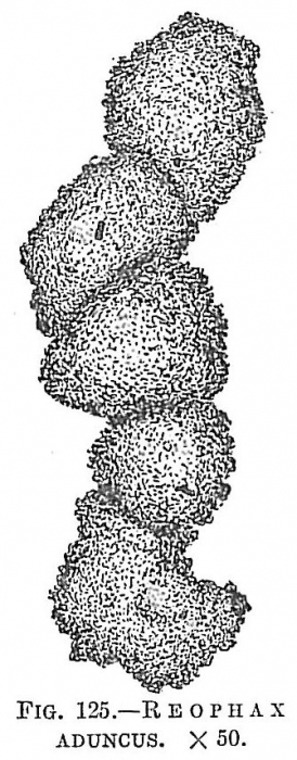 Reophax aduncus Reophax aduncus
