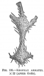 Reophax armatus
