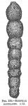Reophax bacillaris