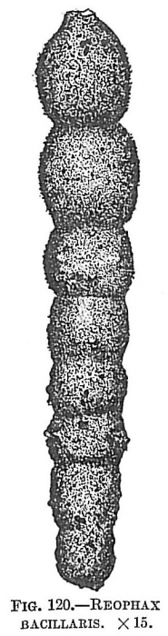 Reophax bacillaris Reophax bacillaris
