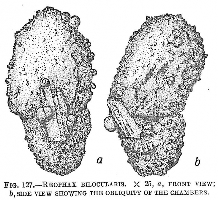 Reophax bilocularis Reophax bilocularis