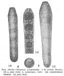 Reophax cylindricus
