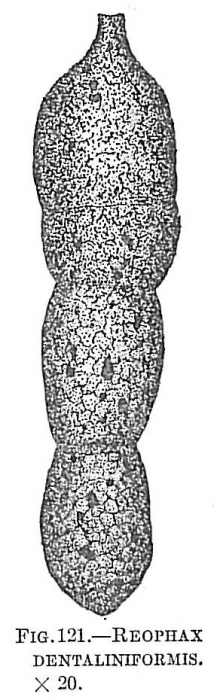 Reophax dentaliniformis Reophax dentaliniformis