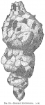Reophax excentricus