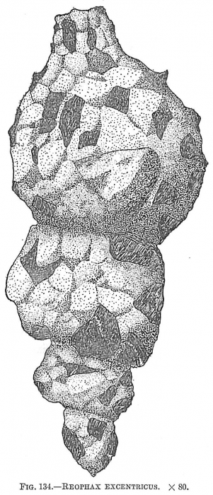 Reophax excentricus Reophax excentricus